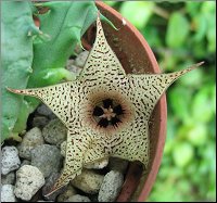 Huernia lodarensis